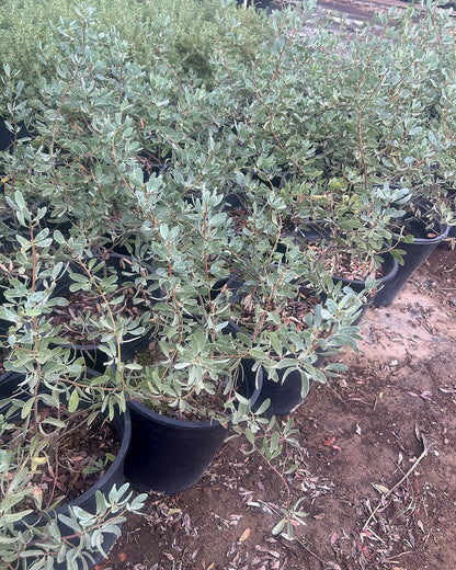 Outback Cassia
