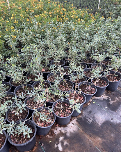 Outback Cassia