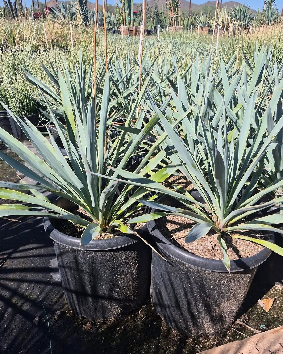 Pale Leaf Yucca