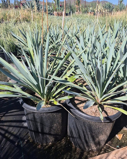 Pale Leaf Yucca