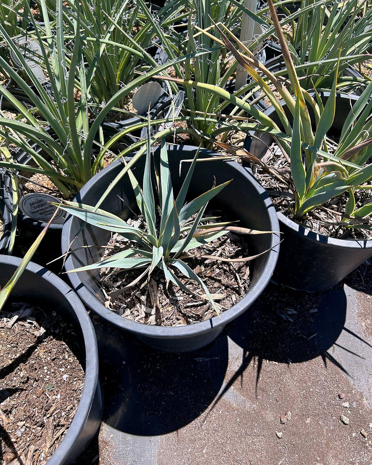 Pale Leaf Yucca