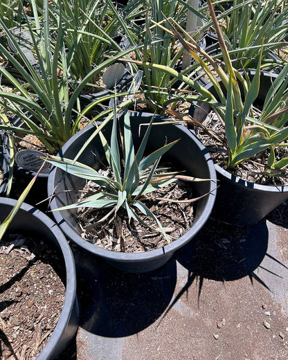 Pale Leaf Yucca