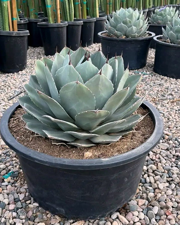 Parry's Agave