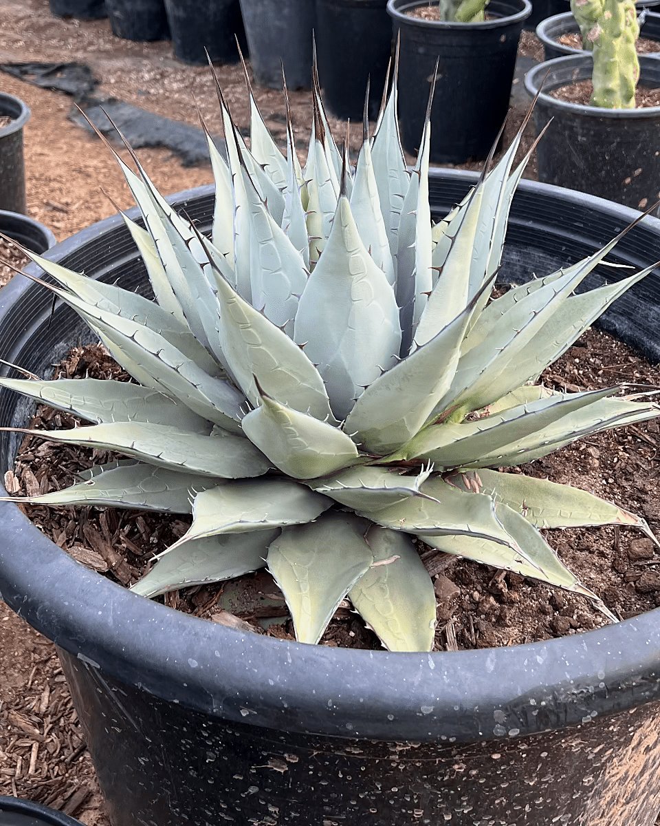 Parry's Agave