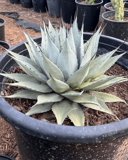 Parry's Agave