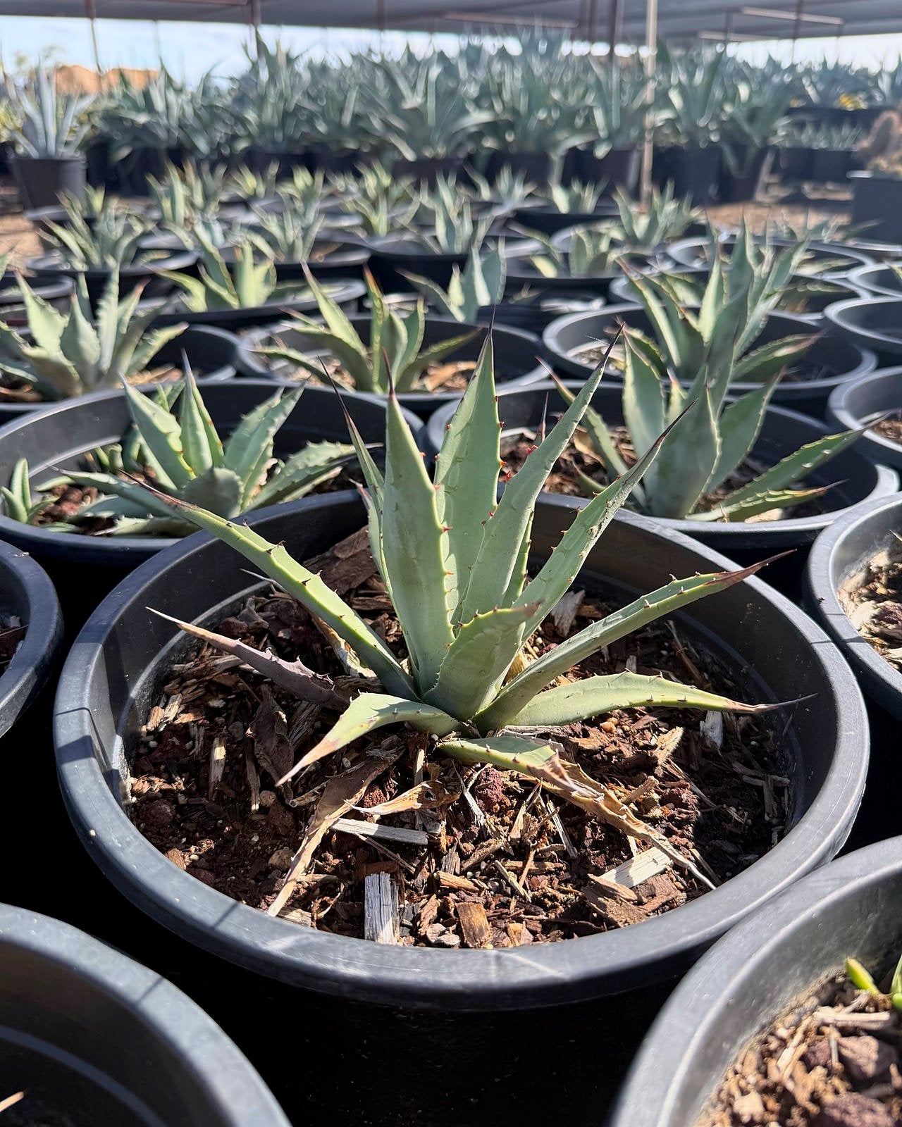 Parry's Agave