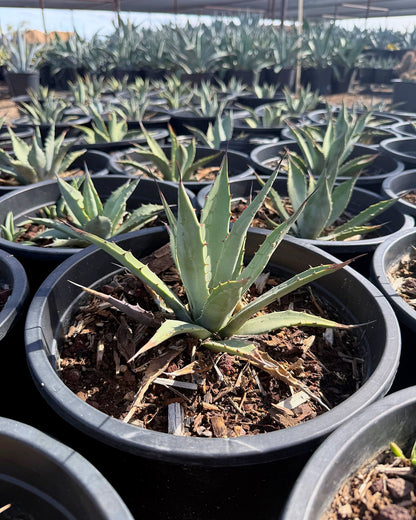 Parry's Agave