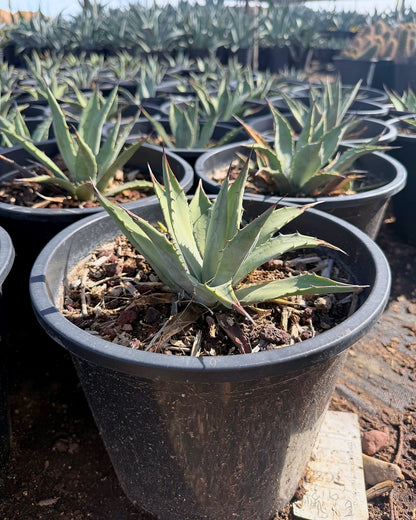 Parry's Agave