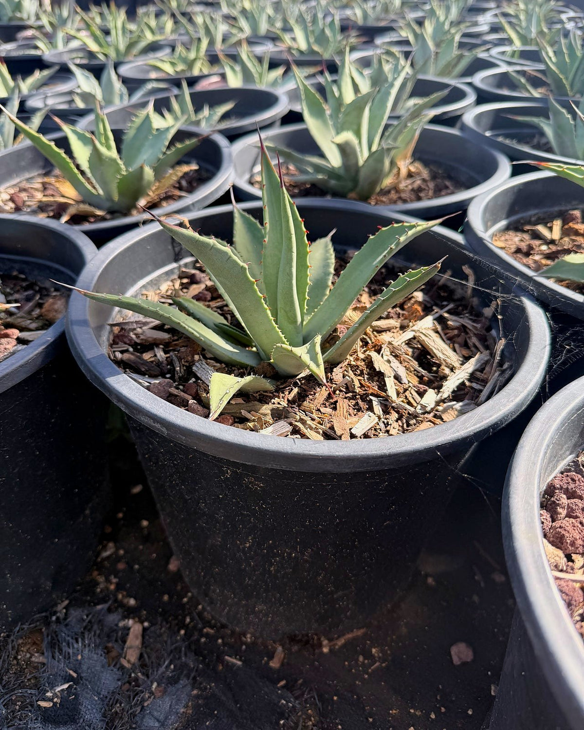 Parry's Agave