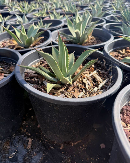 Parry's Agave