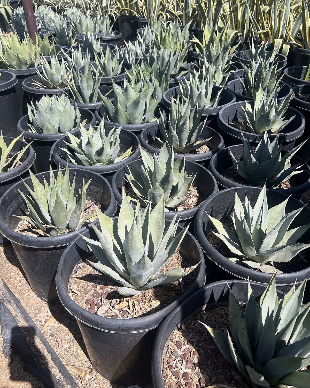 Parry's Agave