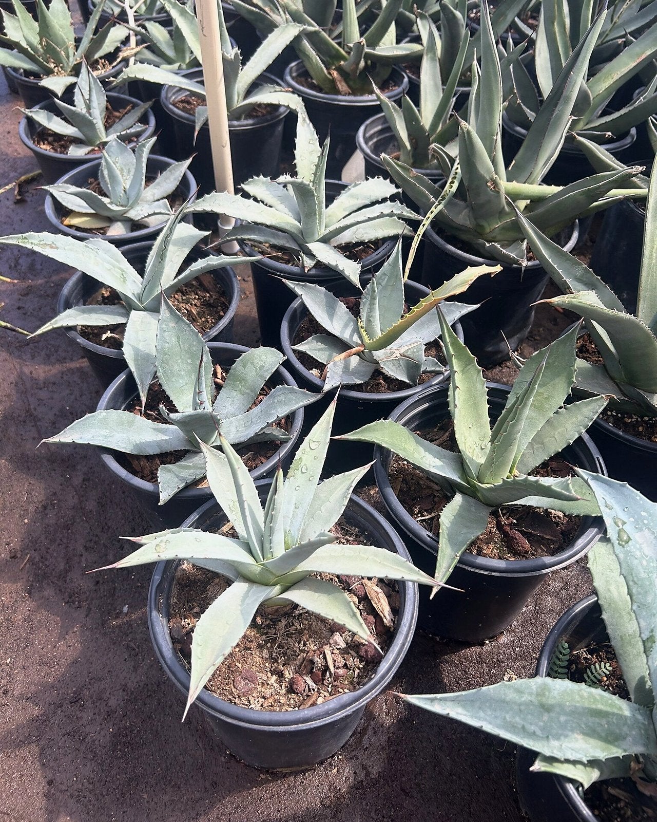 Parry's Agave