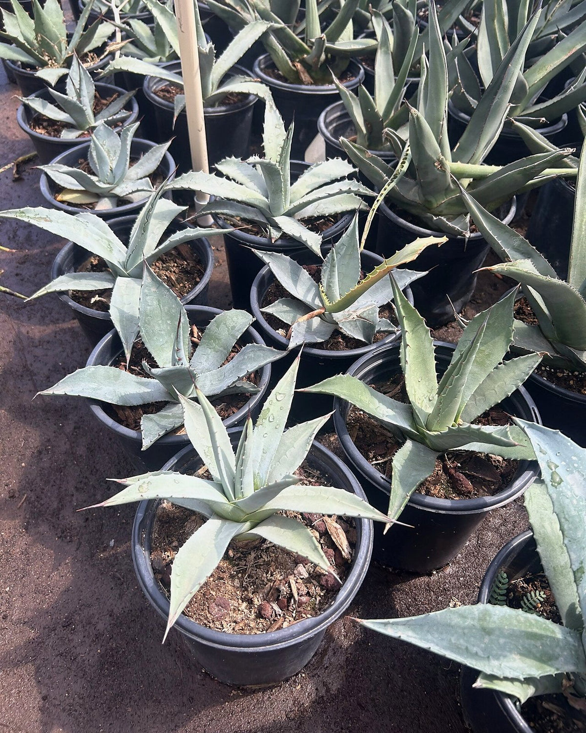 Parry's Agave