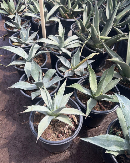 Parry's Agave