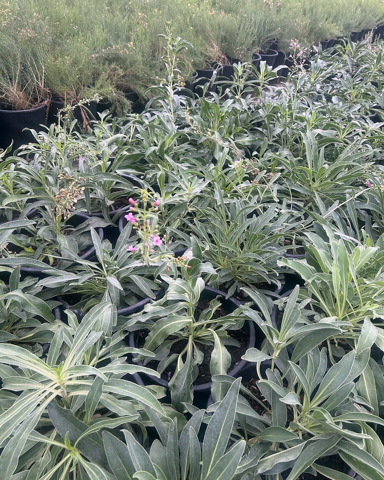 Parry's Penstemon