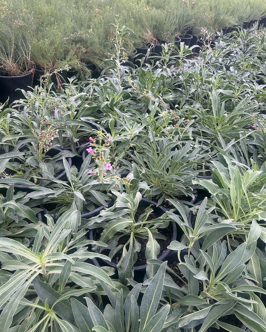Parry's Penstemon