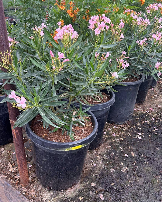 Petite Pink Oleander