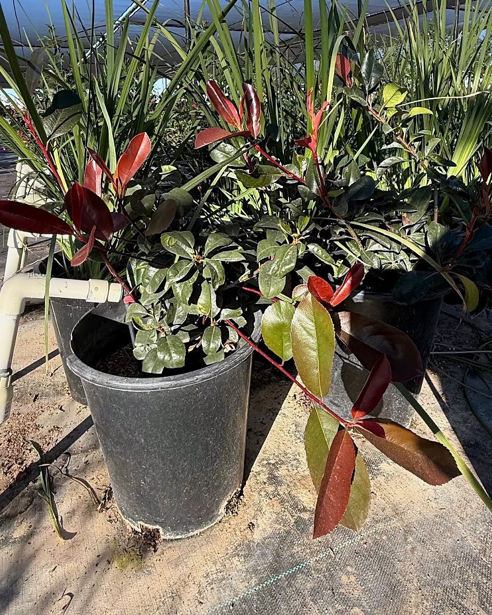 Photinia