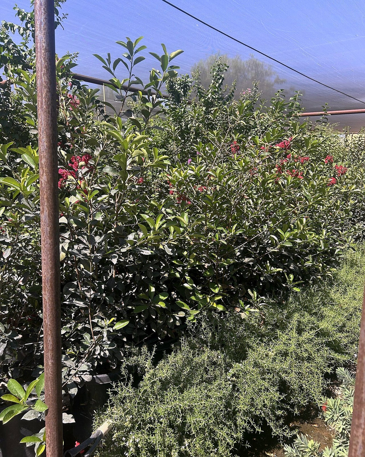 Photinia