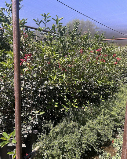 Photinia