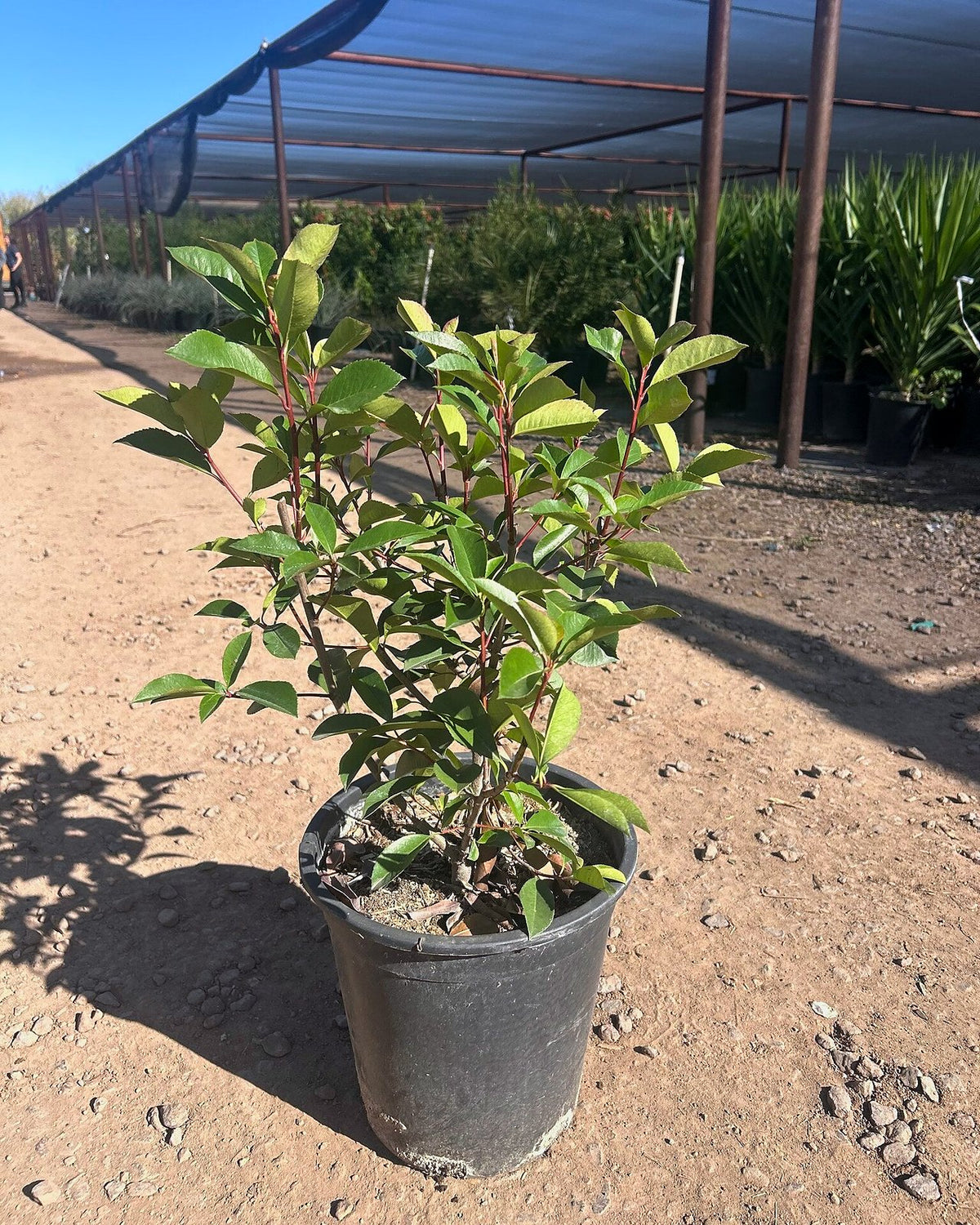 Photinia