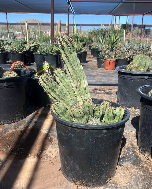 Pickle Plant