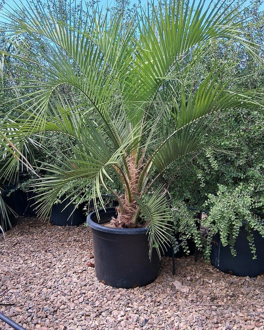 Pindo Palm