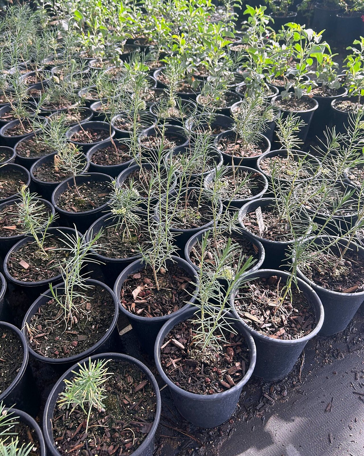 Pine Leaf Milkweed