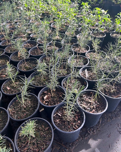 Pine Leaf Milkweed