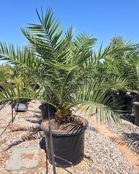 Pineapple Palm
