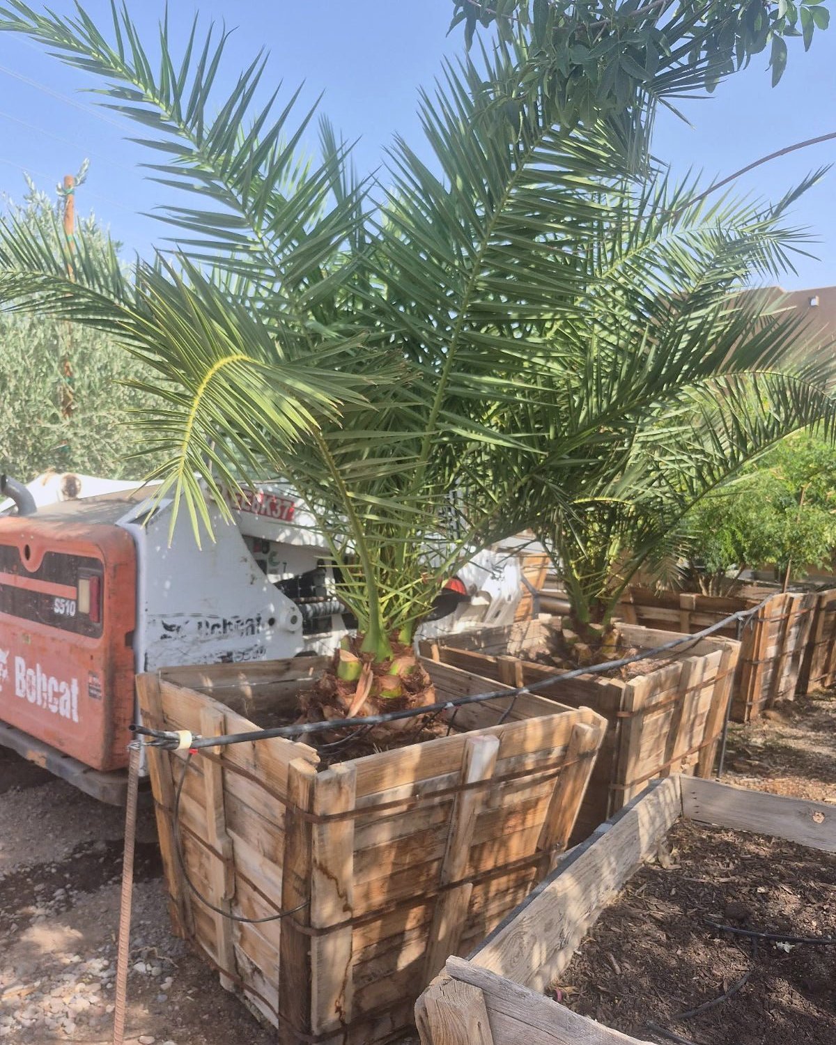 Pineapple Palm