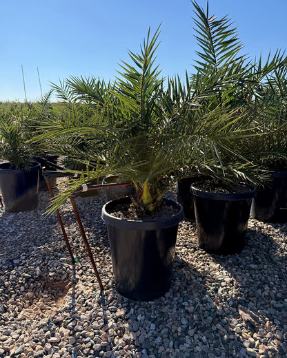 Pineapple Palm