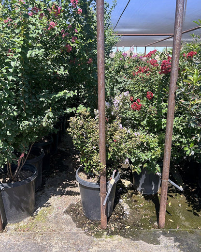 Pink Crape Myrtle