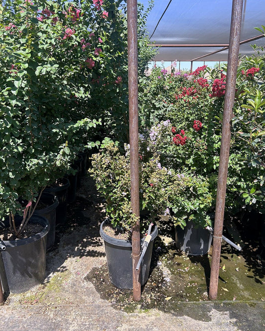 Pink Crape Myrtle