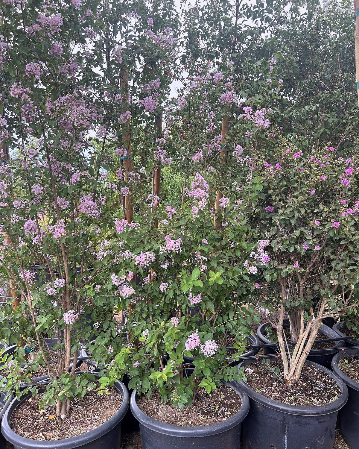 Pink Crape Myrtle
