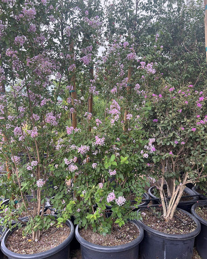 Pink Crape Myrtle