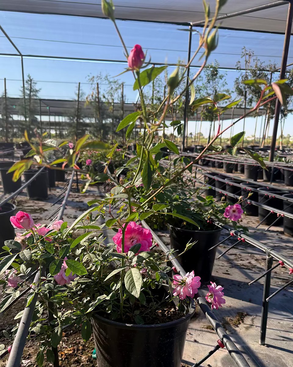 Pink Iceberg Rose