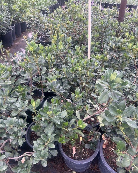 Pink Lady Indian Hawthorne