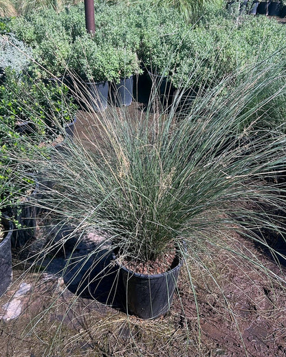 Regal Mist (Pink Muhly Grass)