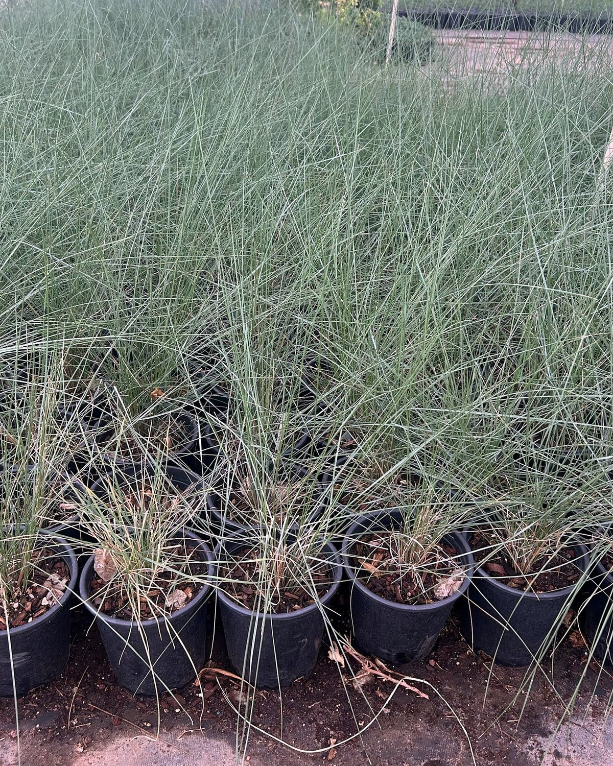 Regal Mist (Pink Muhly Grass)