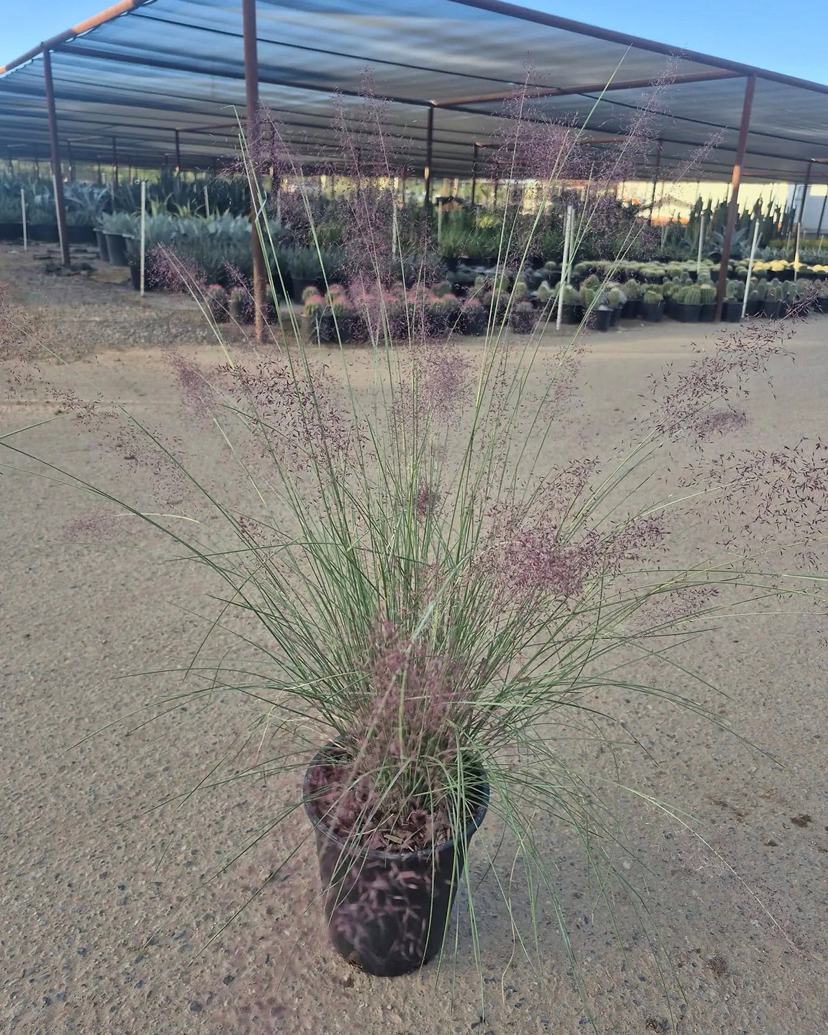 Regal Mist (Pink Muhly Grass)