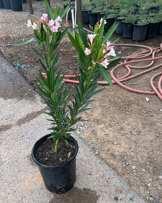 Pink Oleander