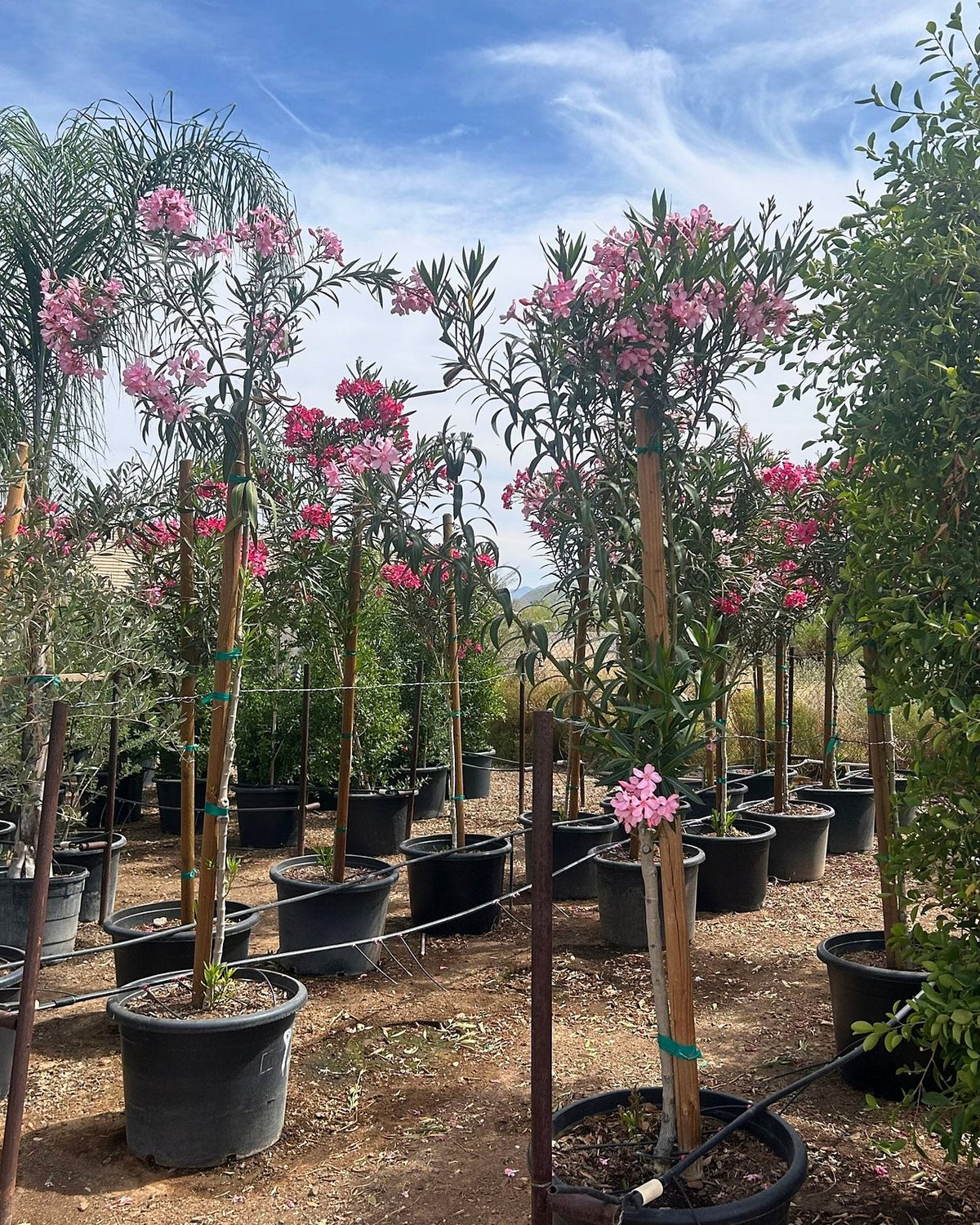 Pink Oleander Tree