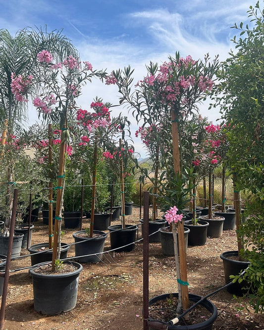 Pink Oleander Tree