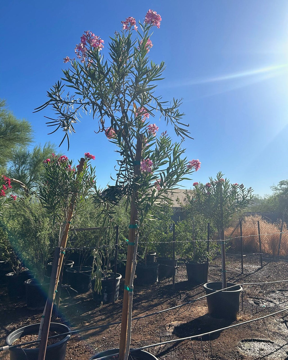 Pink Oleander Tree