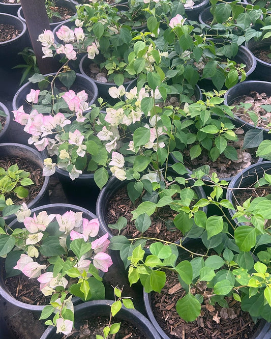 Pink Pearl Bougainvillea