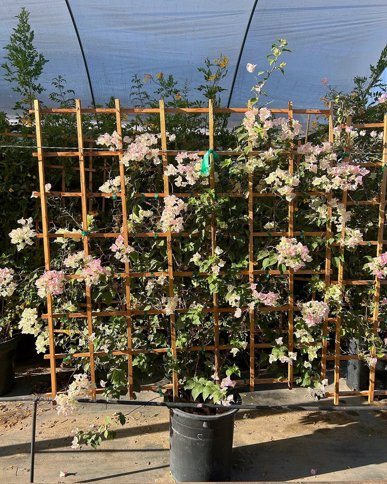 Pink Pearl Bougainvillea Espalier
