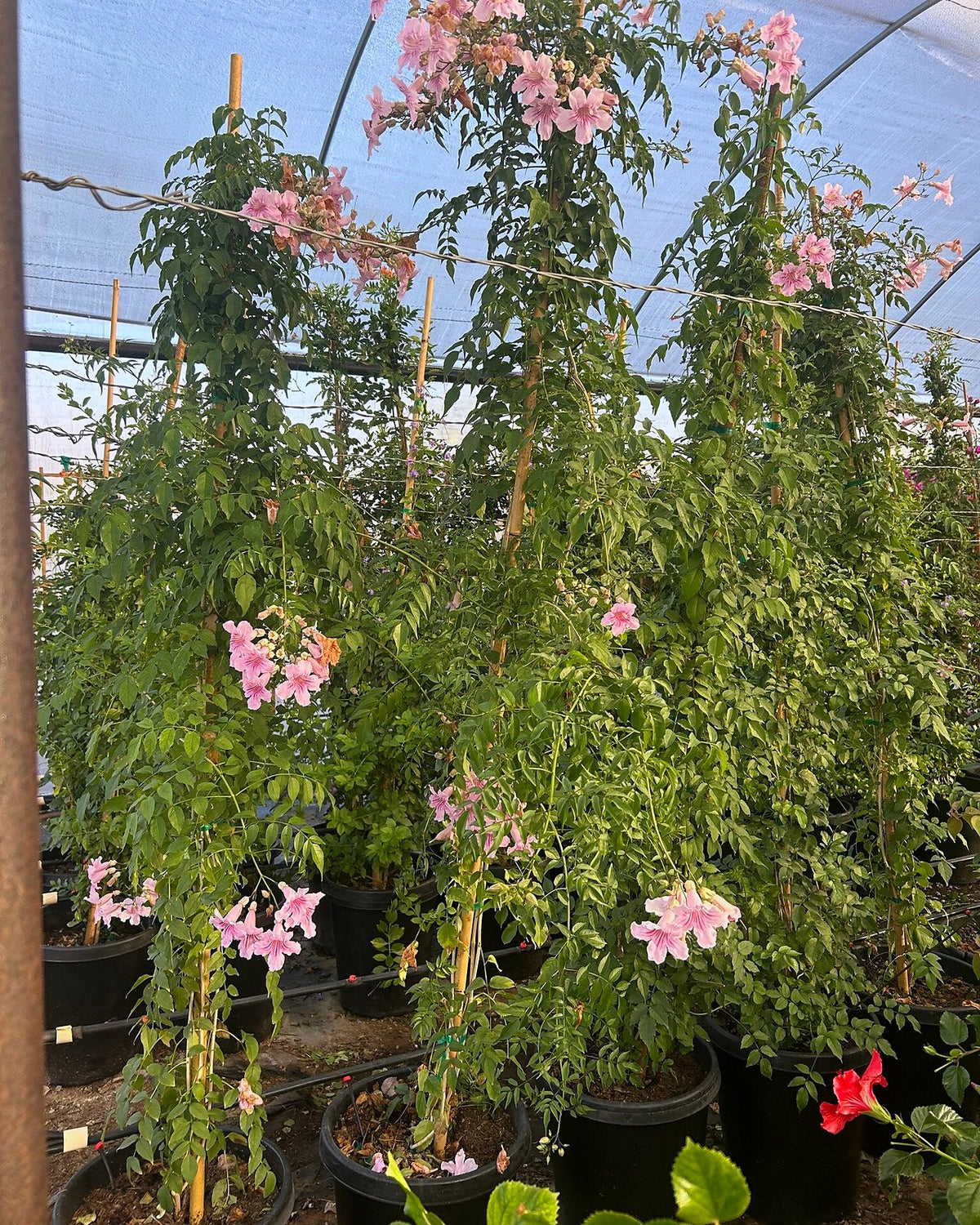 Pink Trumpet Staked