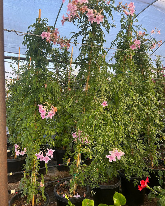 Pink Trumpet Staked