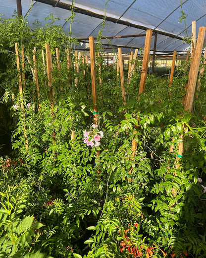 Pink Trumpet Staked